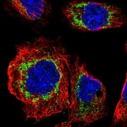 FAM73A Antibody, Novus Biologicals:Antibodies:Primary Antibodies